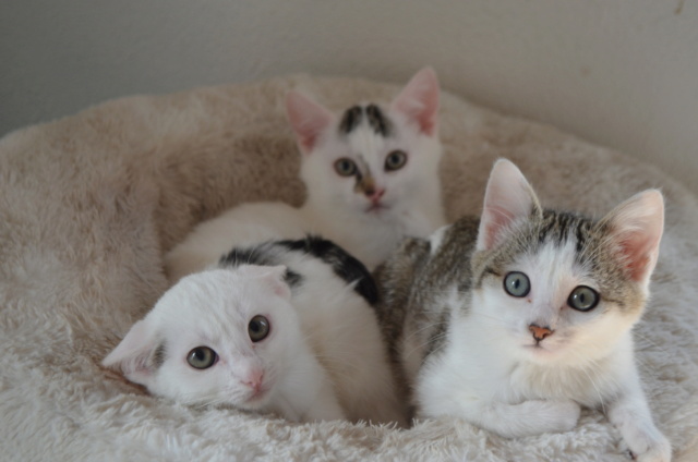 La bande à Sookie, 6 chatons de presque 3 mois maintenant... Dsc_0622