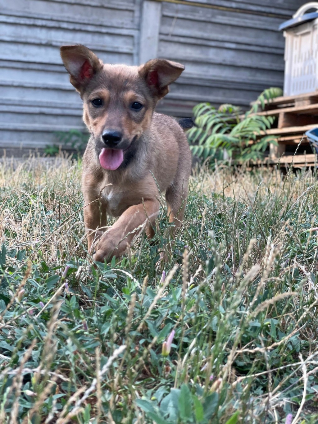 Boulette - Femelle - Fourrière de Târgu Frumos - adoptée via Andreea en Allemagne 29358010