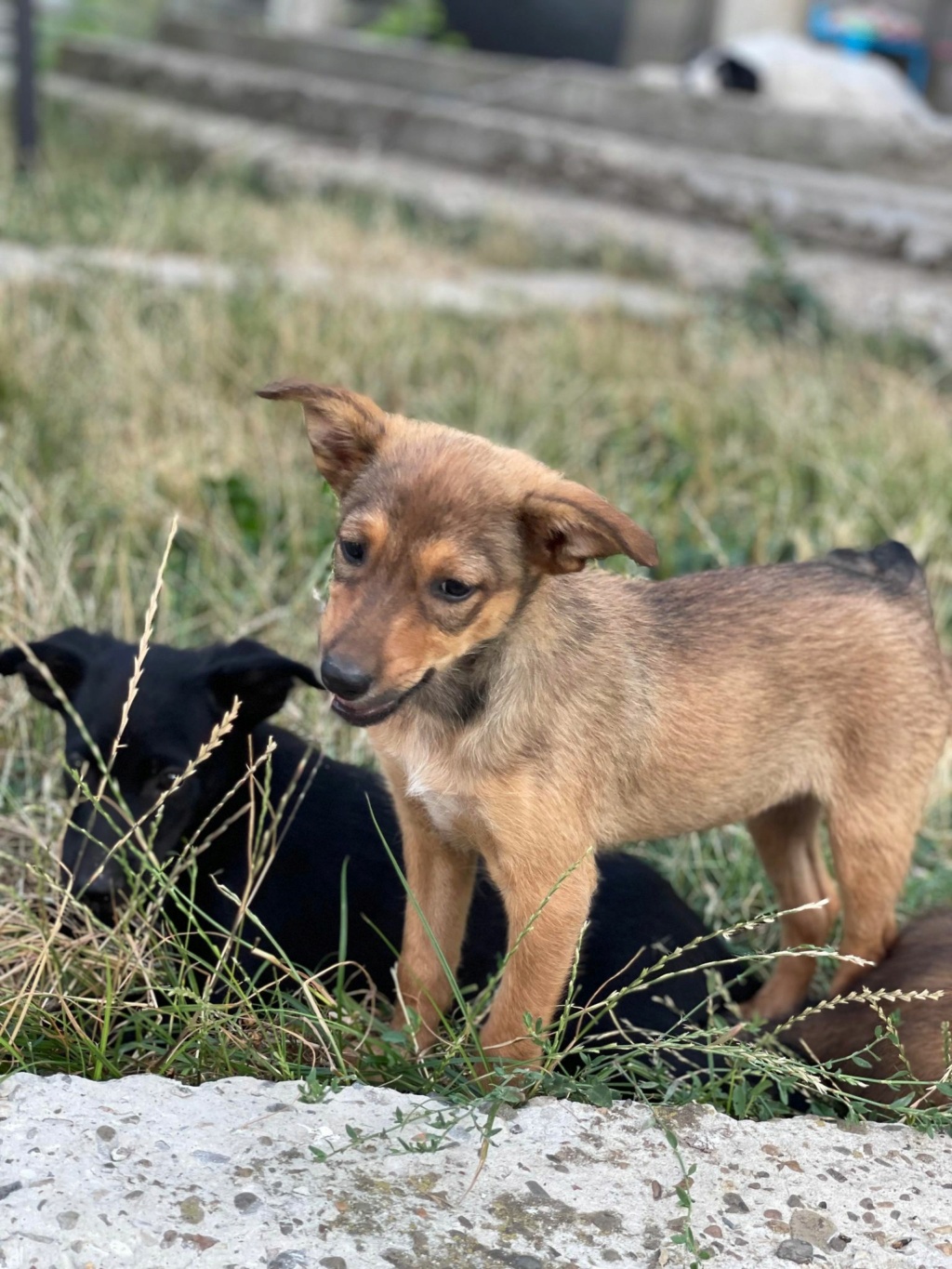 Boulette - Femelle - Fourrière de Târgu Frumos - adoptée via Andreea en Allemagne 29545210