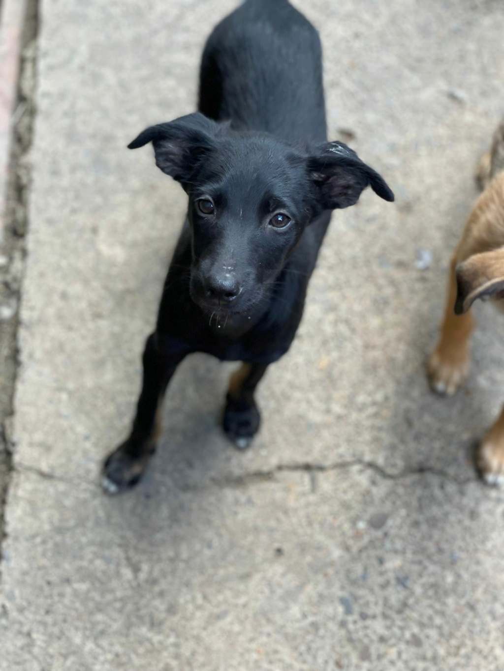 Shadow (ex Gazou) - Mâle - Fourrière de Târgu Frumos réservé à l’adoption (68) 29893810