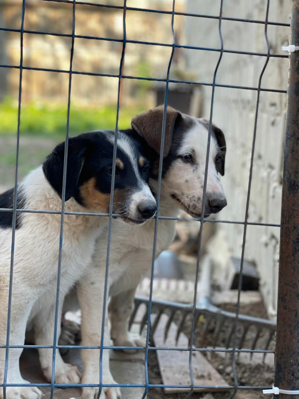 Bosko - Mâle - Fourrière de Târgu Frumos - réservé adoption (67) Bosko114