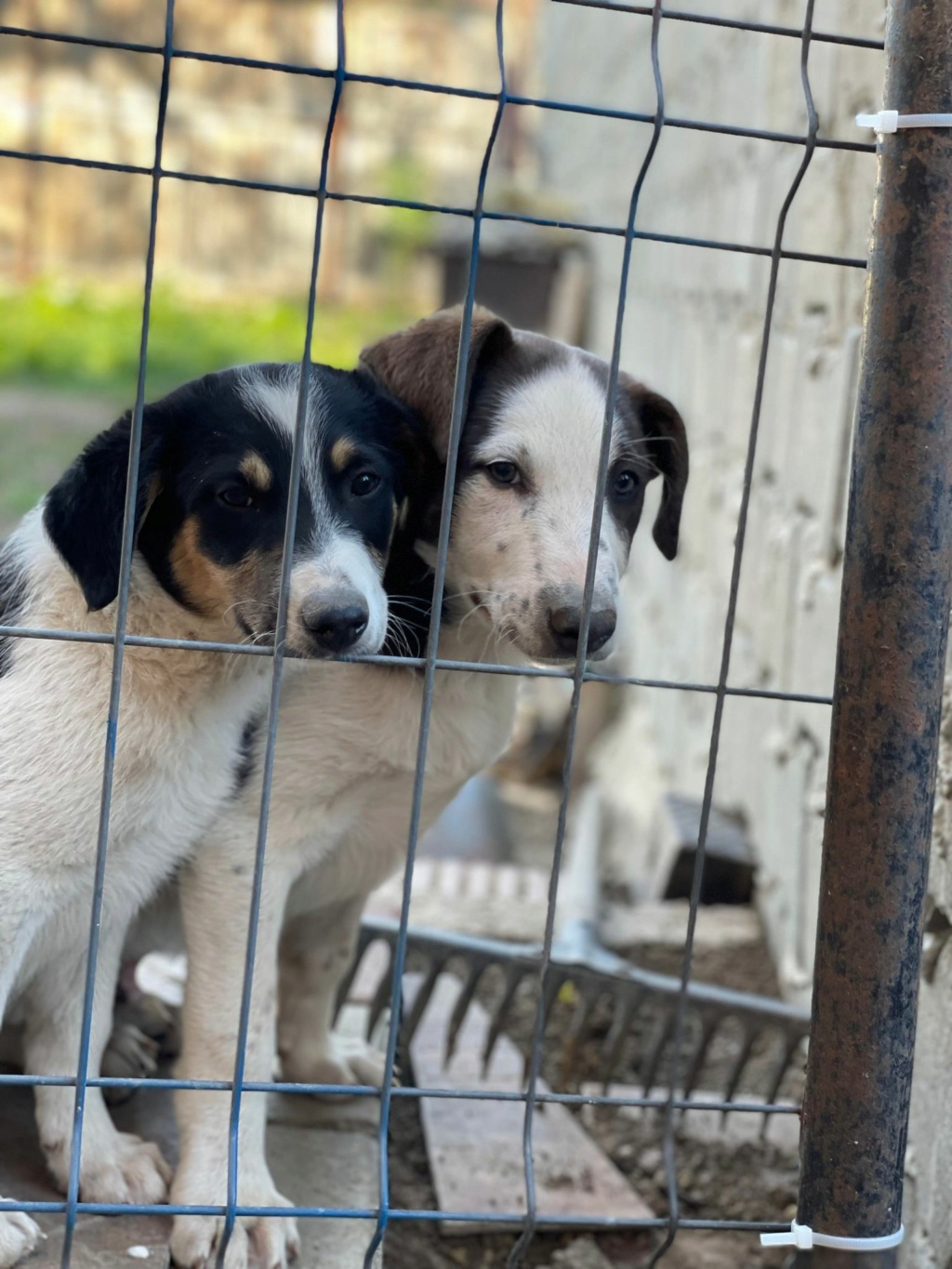 Bosko - Mâle - Fourrière de Târgu Frumos - réservé adoption (67) Bosko116