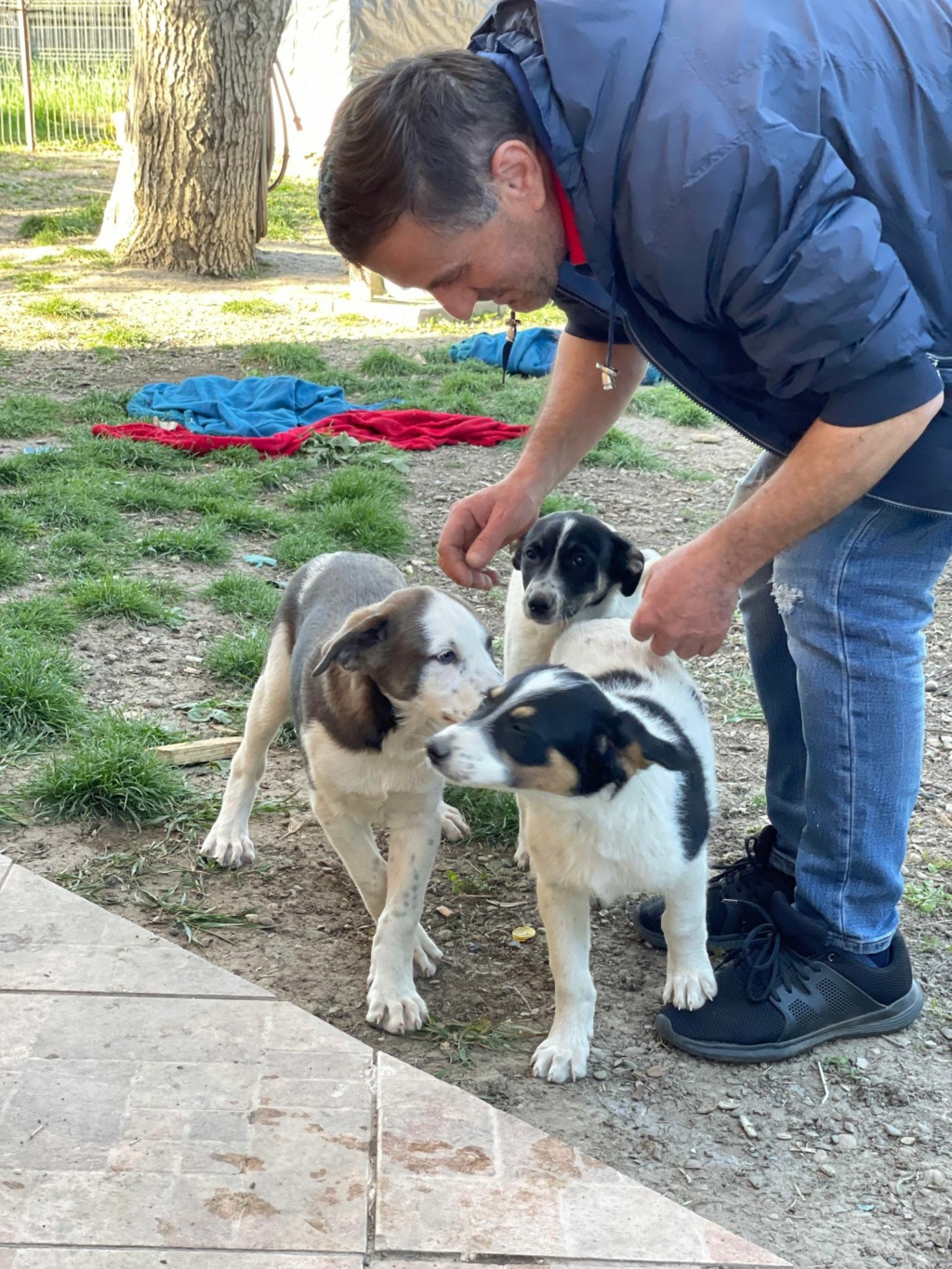 Bosko - Mâle - Fourrière de Târgu Frumos - réservé adoption (67) Bosko211