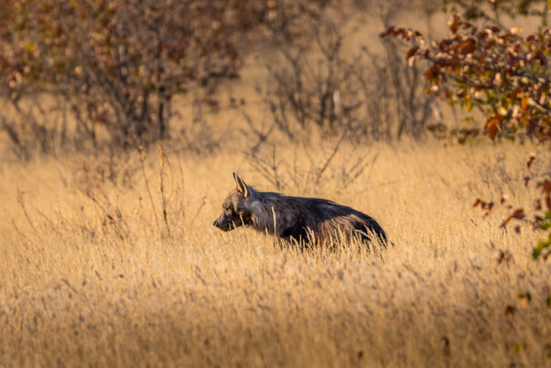 Carnet de voyage en Namibie _dsc0212