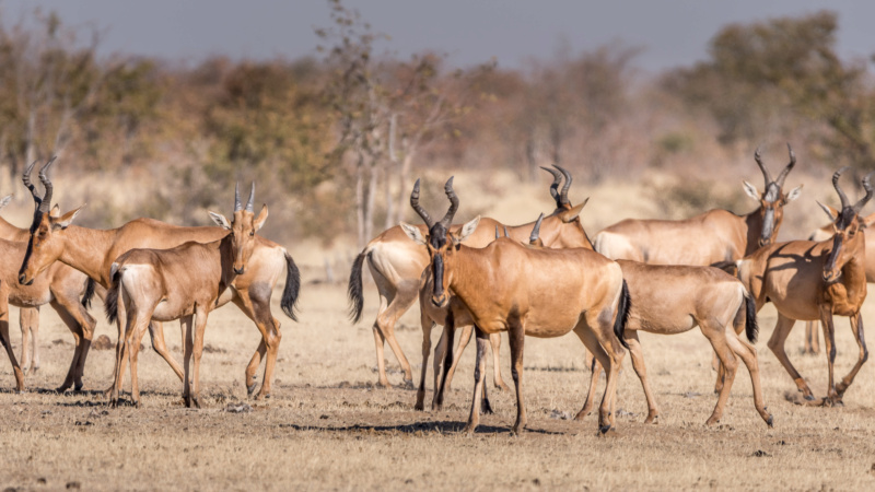 Carnet de voyage en Namibie _dsc0312