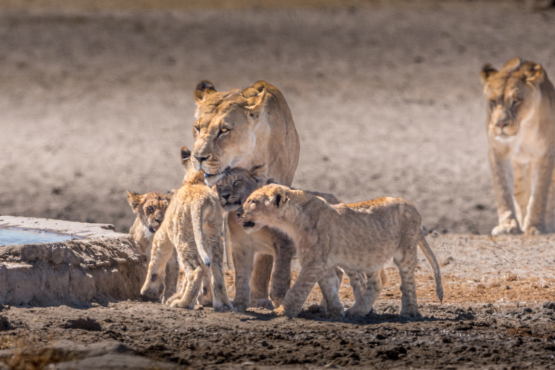 Carnet de voyage en Namibie _dsc0316