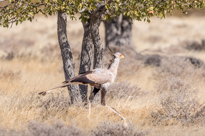 Carnet de voyage en Namibie _dsc0411