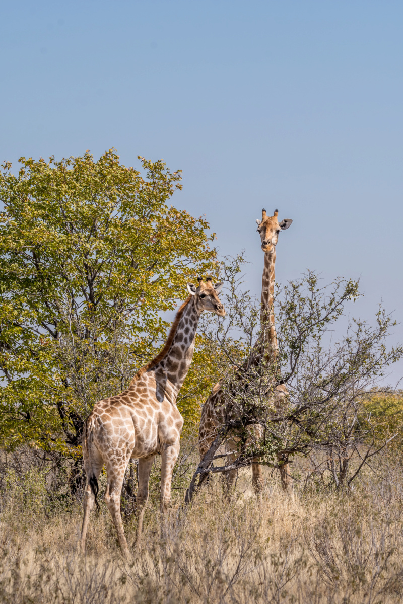 Carnet de voyage en Namibie _dsc1014