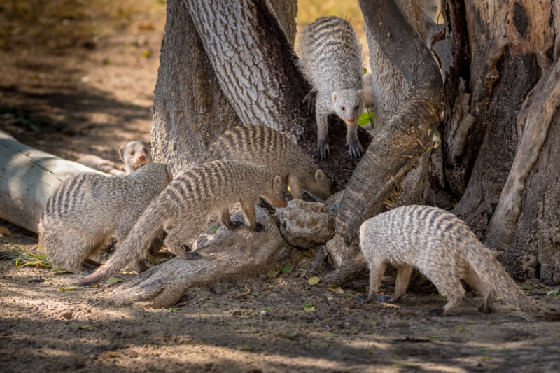 Carnet de voyage en Namibie _dsc1412