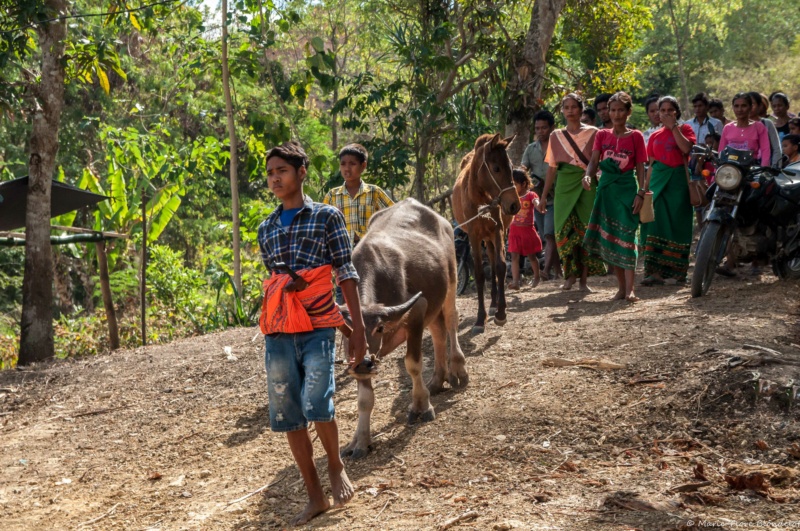 Découvrir l'Indonésie: Sumba Dsc_0816