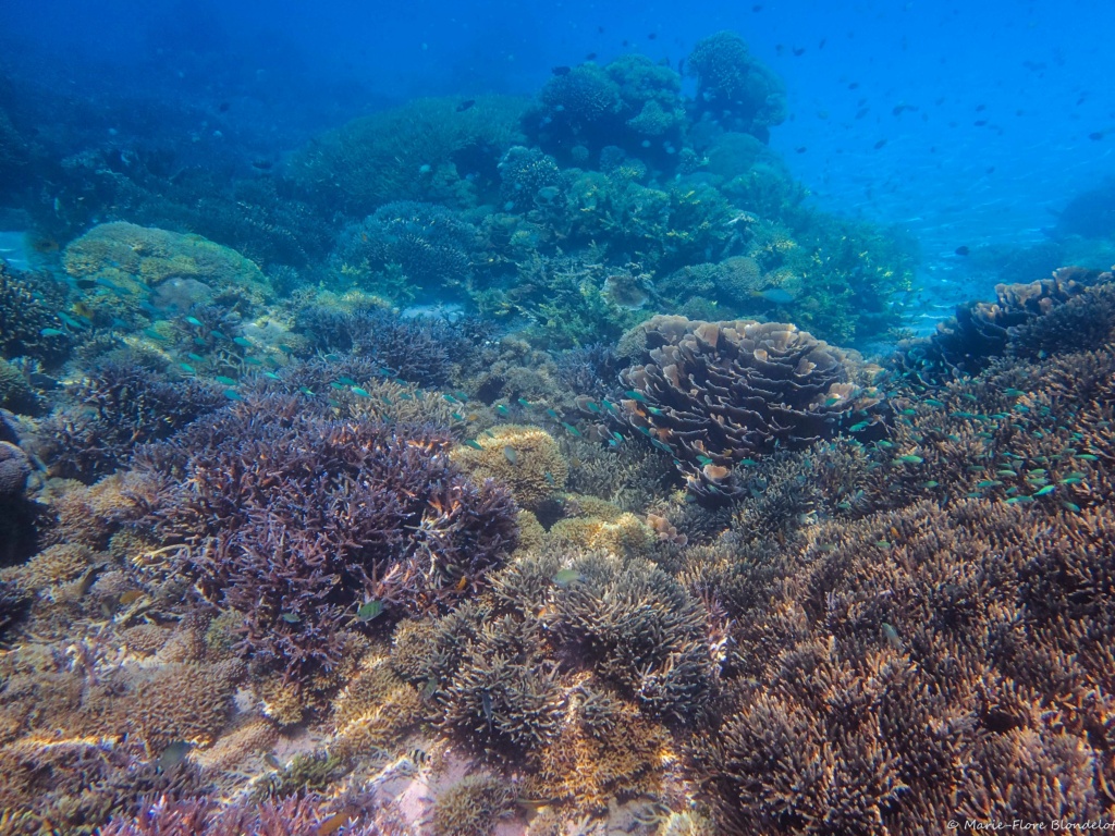 Pourquoi venir en Polynésie ? -- et comment y faire des photos sous marines P8200610