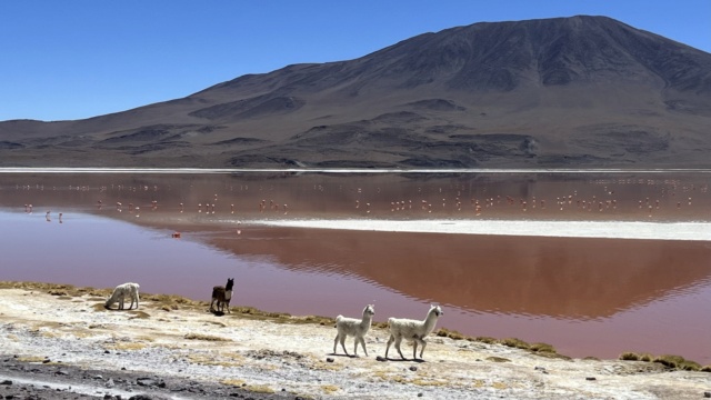 Salars Volcans & Moaï Laguna11