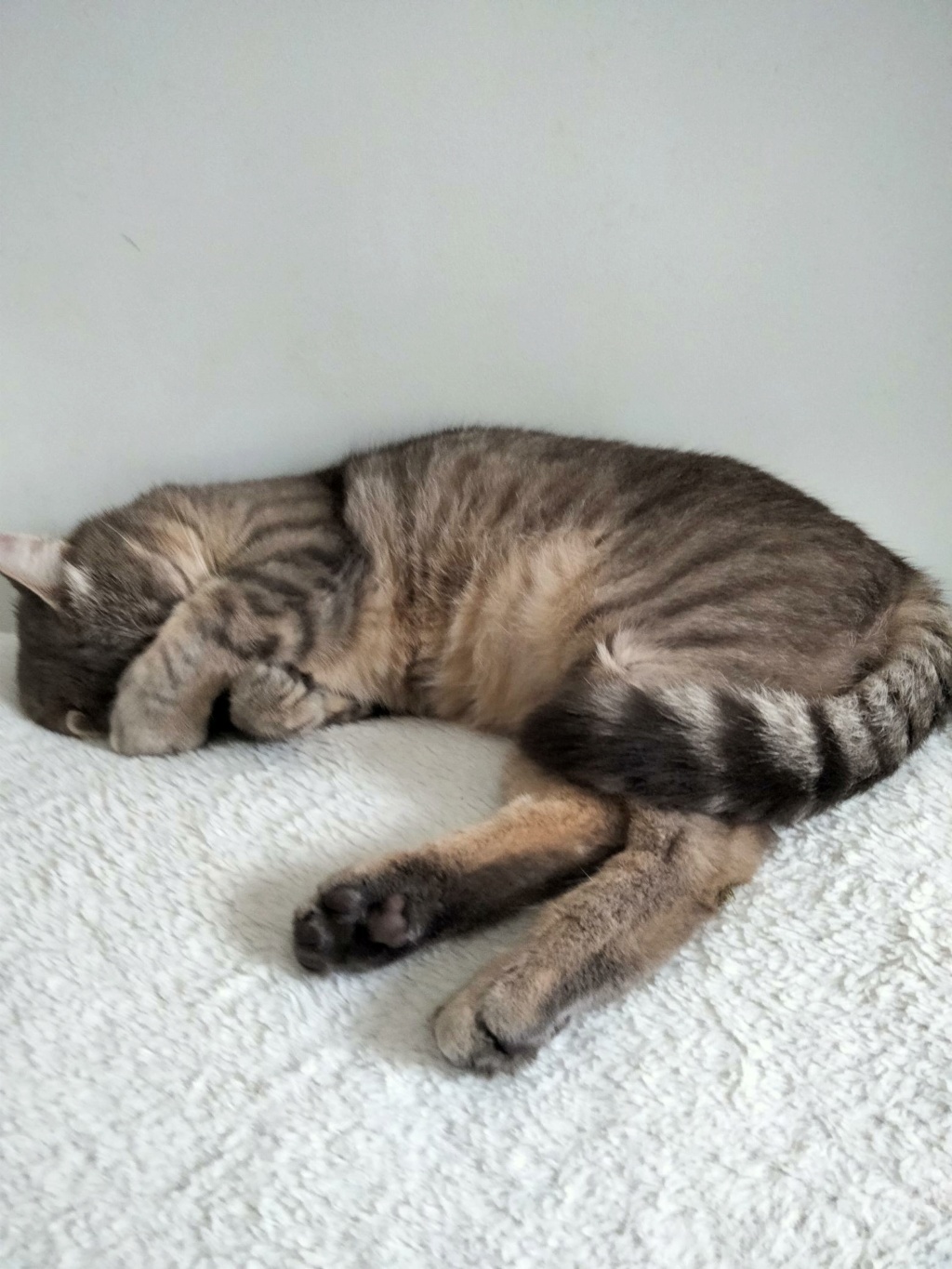 Shelby 2, mâle européen gris tigré, né en Janvier 2019, FIV + Img20226