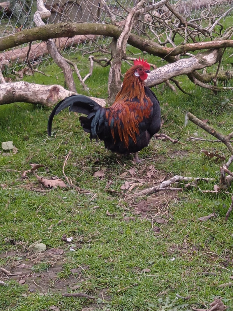 Les poules de barbaries en Bretagne. Img_2086