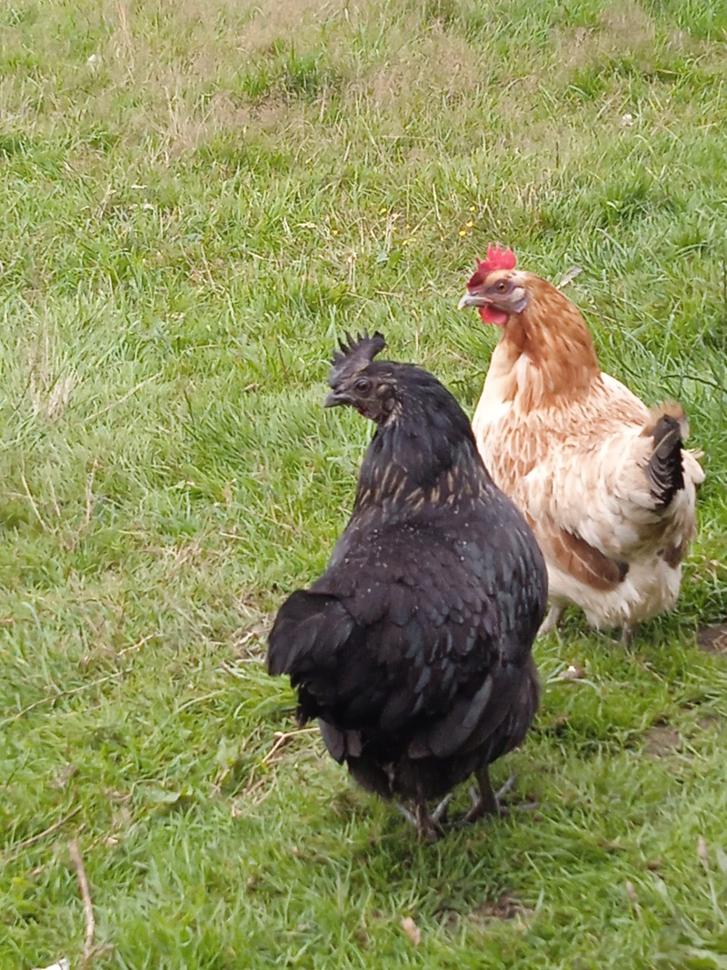 Les poules de barbaries en Bretagne. Img_2098