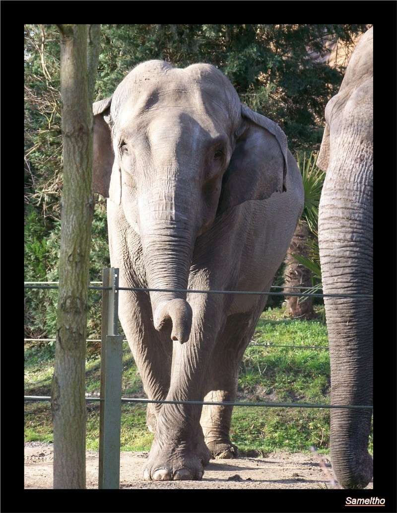 Les elephants (Elephas maximus) Zoo_le14