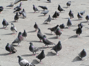 (Nouvelle-Zéelande) Pétition contre une tuerie de pigeons Duiven10