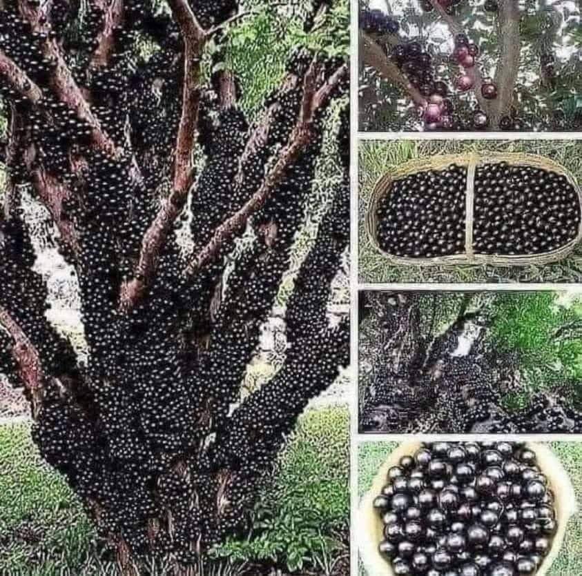 L'arbre Jabuticaba 31851310