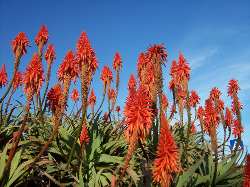 aloe vera la plante miracle Aloe_v14