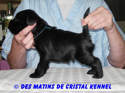 Black minis Des Matins De Cristal Kennel Bleu4s10