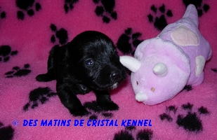 Black minis Des Matins De Cristal Kennel Flem1810