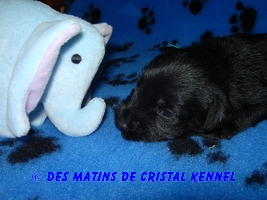 Black minis Des Matins De Cristal Kennel Male2a10