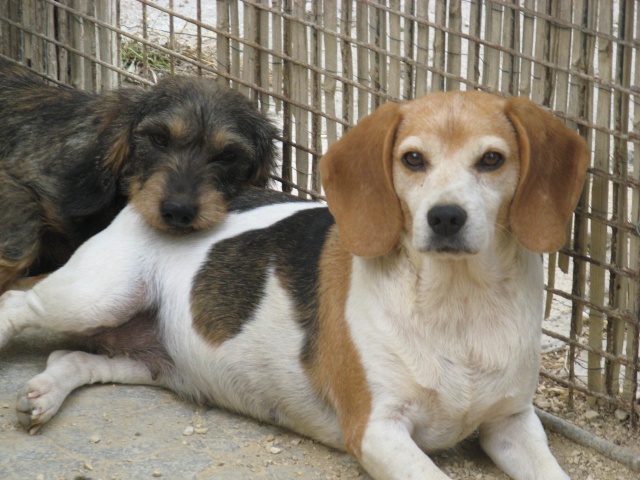 84 -   petite chienne beagle perdu à Jonquieres Img_9917