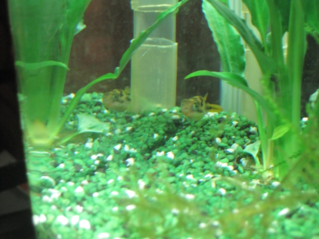 Mes 2 aquariums Tetrao13