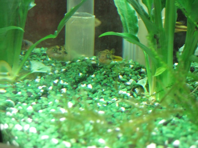 Mes 2 aquariums Tetrao14