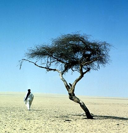 Arbre du Ténéré Arbret12