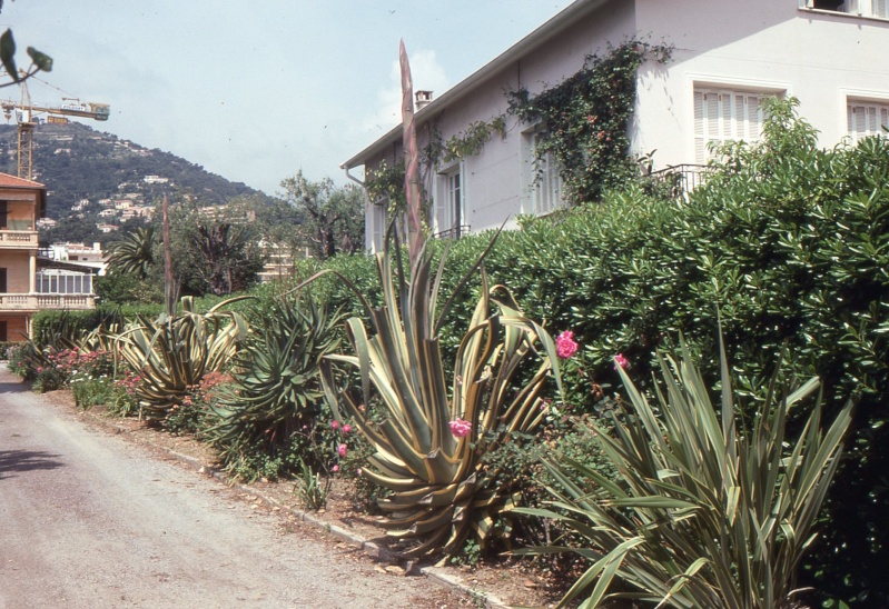 A 2 pas de chez moi se trouve 2 gros Agave... 1993_m10