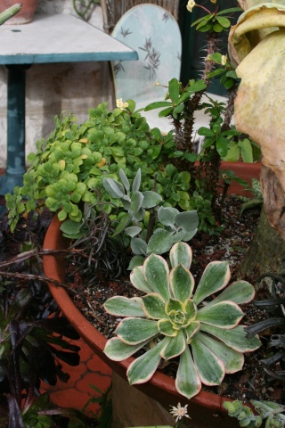 aeonium 'sunburst' Aeoniu28