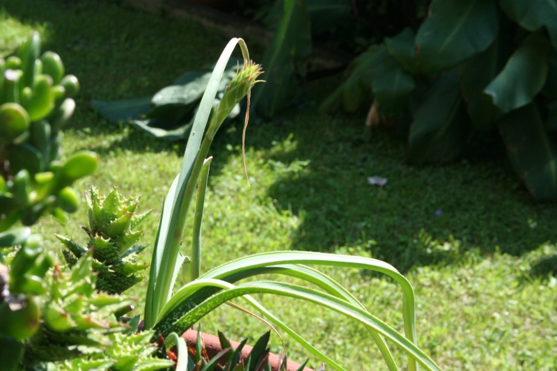 Miracle, mon Aloe cooperi va fleurir Aloe_c11