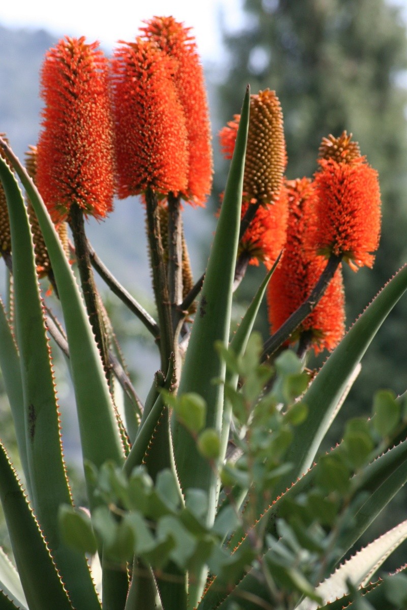 Aloe cooperi, la floraison Aloe_r10