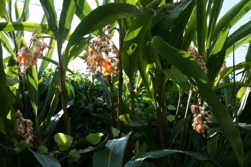 Alpinia zerumbet, une vraie mauvaise herbe dans mon climat Alpini14