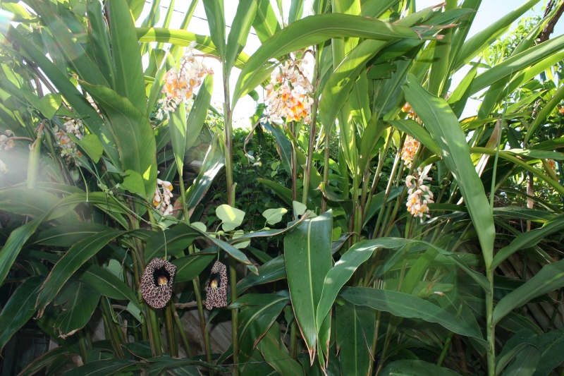 Alpinia zerumbet, une vraie mauvaise herbe dans mon climat Alpini15