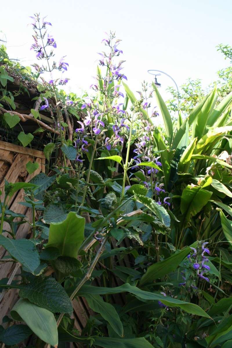 du bleu qui flotte : la Jacinthe d'eau Brilla10