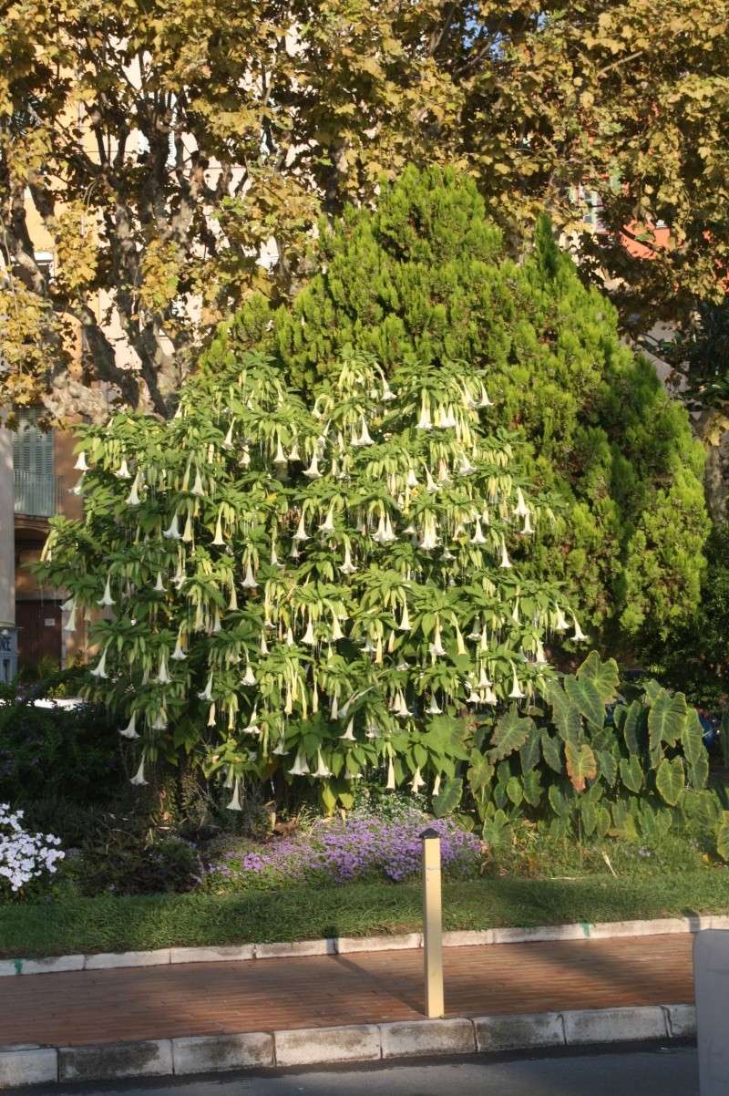 brugmansia Brugma19