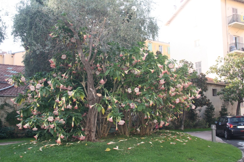 brugmansia Brugma20