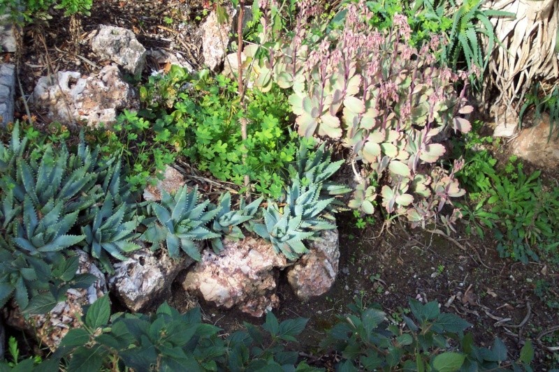 Aloe sp X mitriformis? Chez_h12