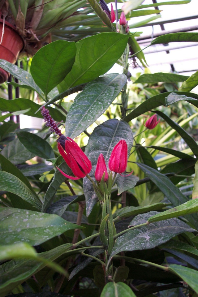 Quiz nouveau! - Pavonia multiflora Chez_n10