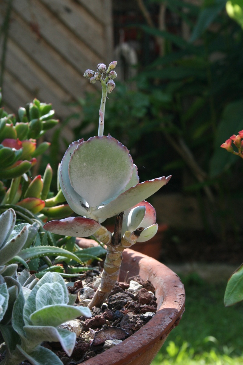 Cotyledon orbiculata, dit " Le Variable " !! Cotyle16