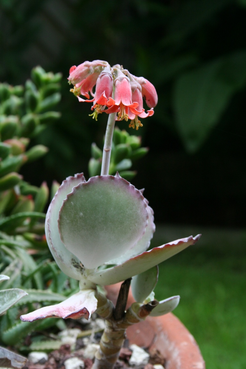 Cotyledon orbiculata var undulata en fleurs : Cotyle18