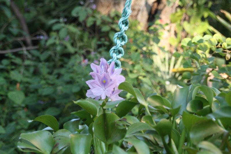 Odontonema strictum, une belle automnale de mon jardin Eichor12