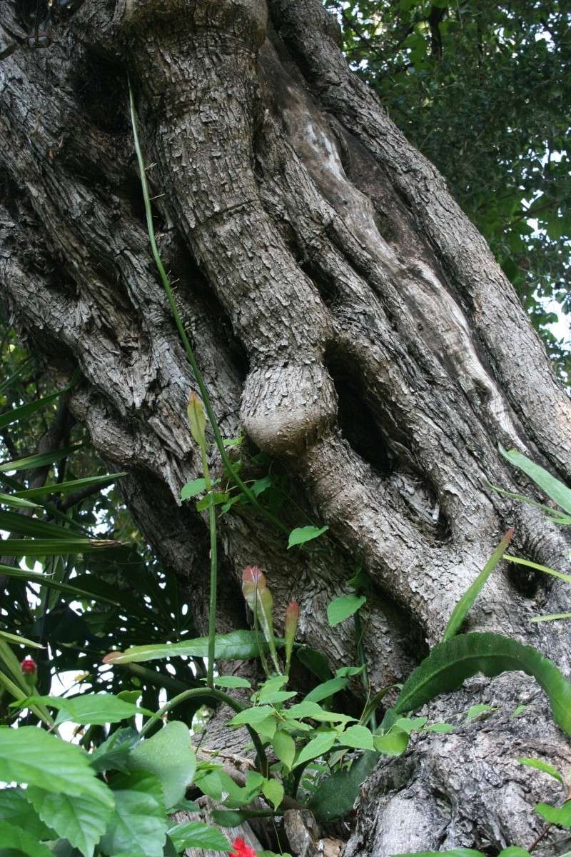 L'automne dans mon jardin avec mon nouvel APN Epiphy16