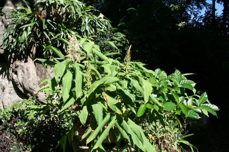 Hedychium gracile Img_4810