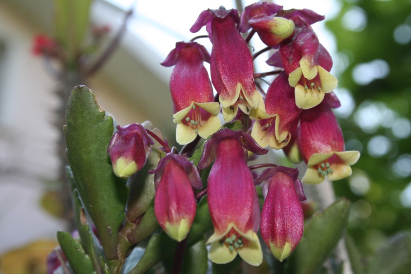 Vrai fleur d'Euphorbia milii Kalanc15