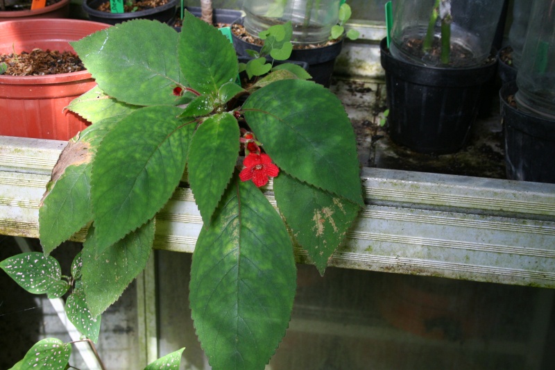 Kohleria sp rouge Kohler13