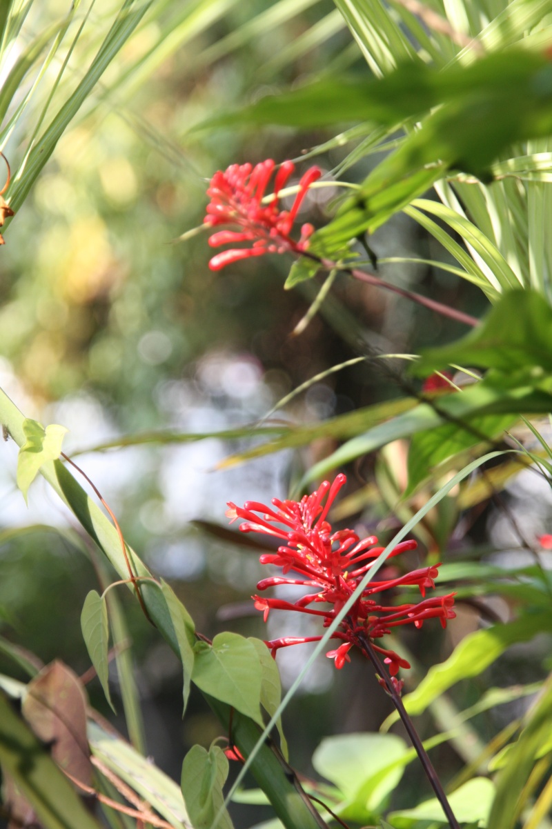 Odontonema strictum, une belle automnale de mon jardin Odonto14