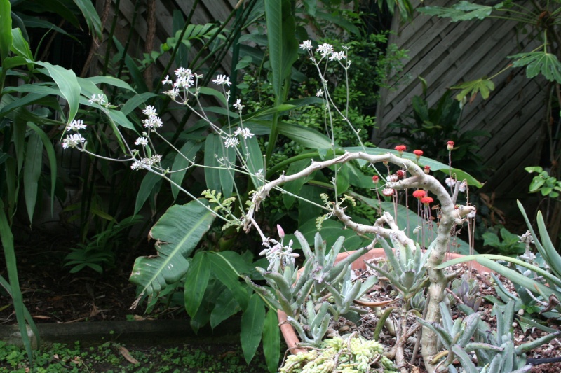 Pelargonium ferulaceum, ce matin Pelarg10